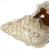 古代海螺贝壳角在18,000年中首次演奏它的音调–在这里聆听