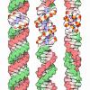 DNA能源代码：“最适合的生存”现象只是进化方程的一部分