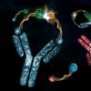 科学家发现如何使用抗体来控制化学反应