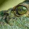 巨大的史前鳄鱼“沼泽之王”从昆士兰东南部涌现