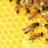 常见农药阻止蜜蜂和苍蝇睡个好觉并破坏它们的记忆