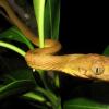 科学家发现了怪异的蛇运动新模式–“我所见不到的一切都可以与之相比”
