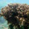 “珊瑚医院”工具可以帮助面临气候变化的保障珊瑚礁