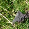 欧洲最丰富的蝙蝠之一被风轮机吸引–死亡风险增加