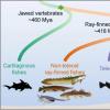 惊喜！我们比以往任何时候都更像原始鱼类