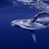 使用鲸鱼的歌声和地震仪揭示海洋地壳的深层秘密