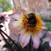 大黄蜂记住最好的花的位置