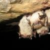 致命的吸引力：尽管有后果，但具有白鼻综合症的蝙蝠更喜欢致命的栖息地