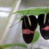 抗春药：雄性蝴蝶在性交时用排斥性气味标记伴侣，以“关闭”其他求婚者