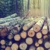 可持续塑料：科学家用木材中的糖制造多功能聚合物