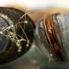 洗衣棉绒可在海洋贻贝中引起显着的组织和DNA损伤
