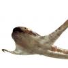 在白垩纪海域发现了一个奇特的，有翼的“鹰鲨”
