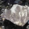 “史前植物的庞贝城”揭示了进化的秘密-火山灰中保存的壮观的化石植物