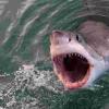 科学家证明电子技术可以拯救人们免受鲨鱼叮咬的伤害