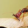 自然世界中最快的颌爪之一的演变：在陷阱钳口蚂蚁之前的功能