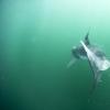 尖端3D卫星技术显示这些婴儿巨大的白鲨，喜欢靠近纽约