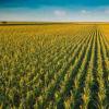 超过三分之一的玉米带农田完全失去了富碳的表土