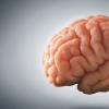 “大脑的想法”探讨了神经科学的演变