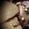 为什么otters'juggle'岩石仍然是一个谜