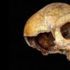 这克300,000岁的头骨可能来自非洲的“幽灵”人口