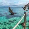 Seabirds可以通过飞行在大量，公里宽的弧线上找到海上的食物