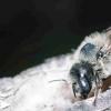 蜜蜂幼虫鼓用他们的屁股，这可能会混淆掠夺性黄蜂