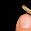 一个新的变色蜥蜴物种可能是世界上最小的爬行动物