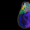一个新的3-D地图照亮了心脏内的“小脑”