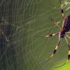一些蜘蛛可以旋转有毒的腹板与神经毒素一起染色