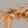矿物装甲有助于一些叶子蚂蚁赢得更大的亲属的战斗