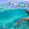 为什么海龟，企鹅和鲨鱼有时只是在圈子或螺旋中游泳？
