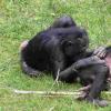 Bonobos，就像人类一样，表明致力于完成联合任务