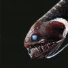 一些超级鱼类如何消失在深海的黑暗中