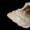 人类在大约18,000年前从海螺壳中制作了一个角