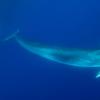 鳍鲸歌曲可以揭示海底的隐藏特征