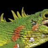 已经发现了一个鼻子角龙蜥蜴超过100年的科学蜥蜴