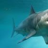 子宫中的同类食人派可能有助于巨大的鲨鱼成为巨人