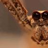 Ogre-Faced Spiders使用声音而不是视线捕获昆虫