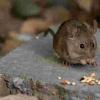 小鼠的新发现细胞可以感知五种口味中的四种