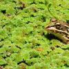水甲虫可以在被青蛙吃和排泄后居住