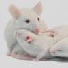 母老鼠的肠道微生物帮助丝网