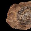化石发现表明，最早的恐龙铺设了柔软的鸡蛋