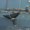 50年前，美国商业捕鲸即将结束