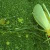 植物基因可能有助于粉虱成为一个主要的害虫