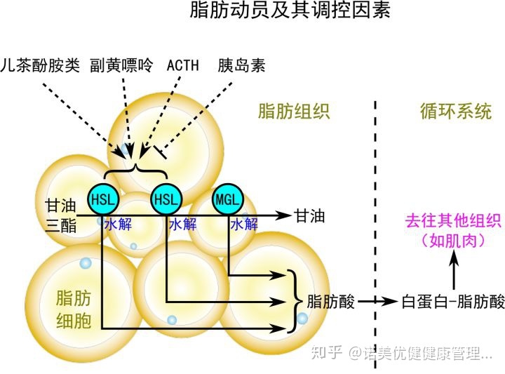 文华财经 程序测试 信号消失成本_肌肉消失会带走脂肪_脂肪信号消失