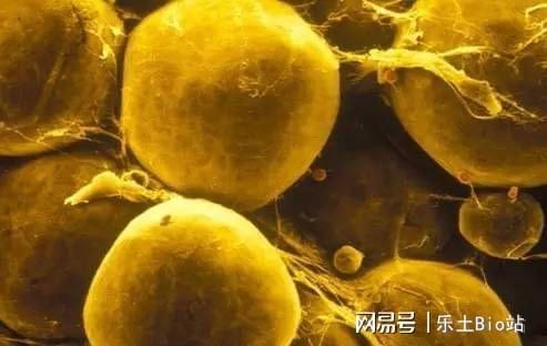 脂肪信号消失 华勇作为一个生物学博士——《吃货的生物学修养》