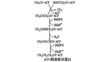 α－亚麻酸对上述疾病的作用机制以及应用前第一部分脂肪酸