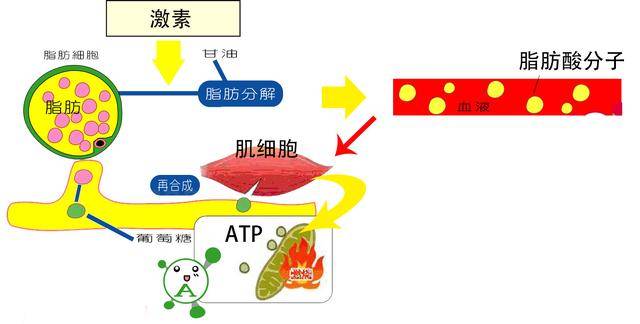 单硬脂酸甘油脂肪酸酯_饱和聚酸树脂温度_单不饱和脂肪酸