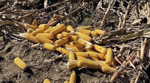 玉米收割机秸秆打包_肇源县玉米秸秆颗粒厂_秸秆打捆机 玉米