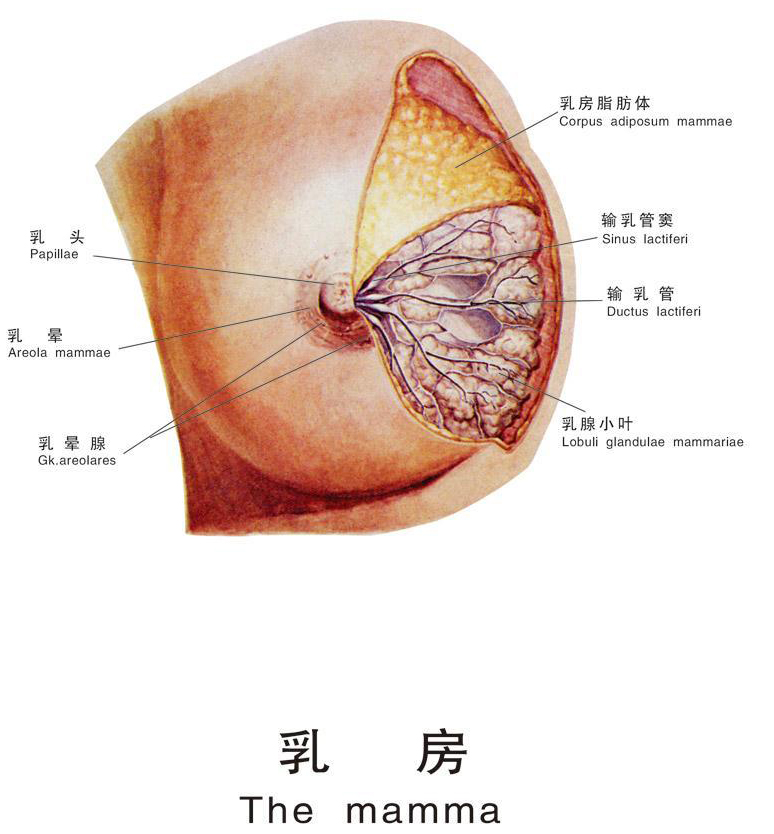 乳腺重度增生能治好吗_男性服用抗癫痫药物会致畸胎吗_服用雷米封致男性乳腺增生